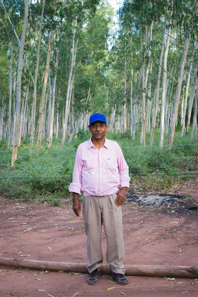 A farmer in a eucalyptus plantation on his land