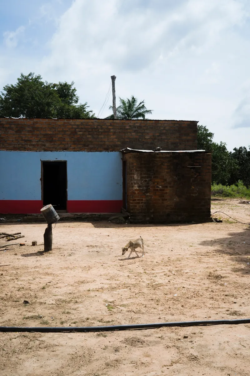 A half-rebuilt farmhouse, a thin dog crossing the yard