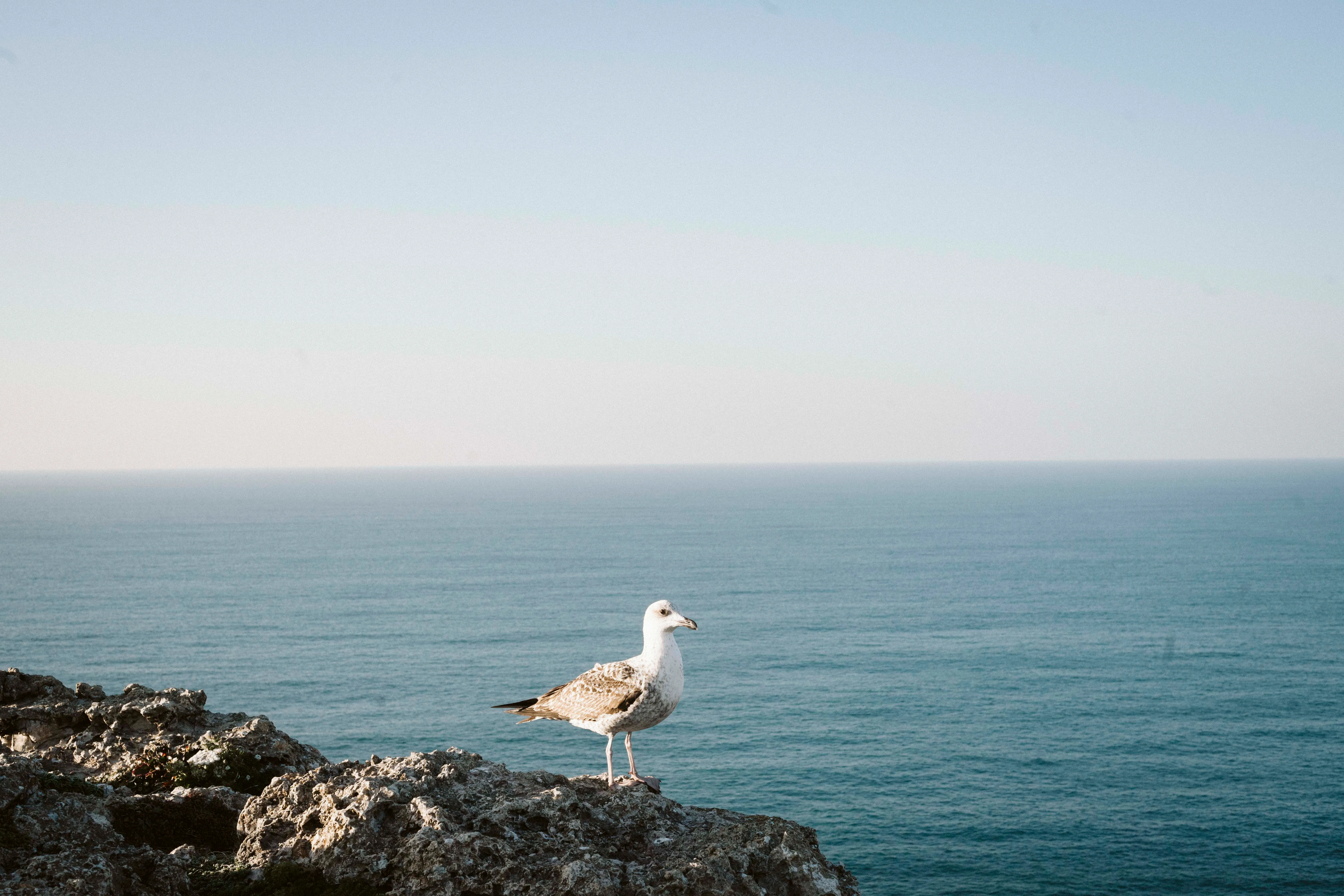 From the series "Lisboa"