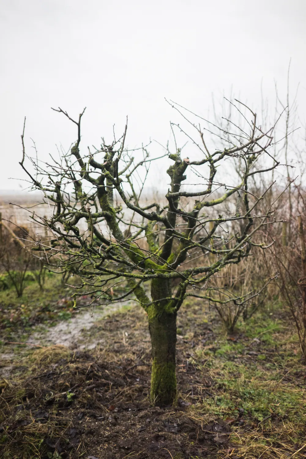 From the series "Vom Affen und vom Pfau"