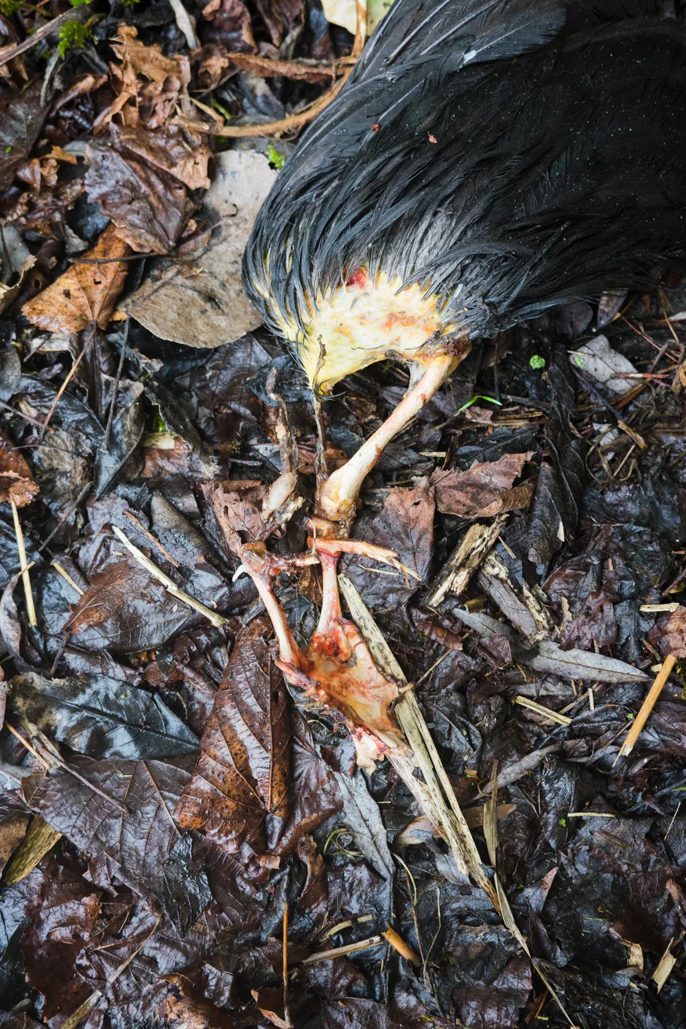 From the series "Vom Affen und vom Pfau"