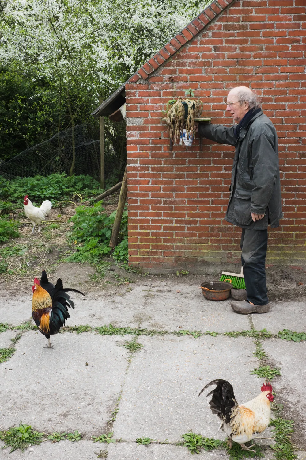 From the series "Vom Affen und vom Pfau"