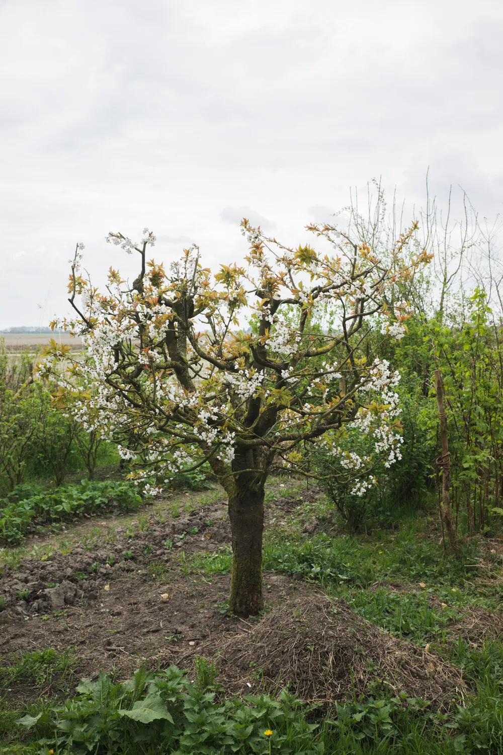 From the series "Vom Affen und vom Pfau"