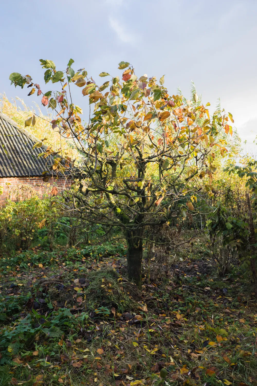 From the series "Vom Affen und vom Pfau"
